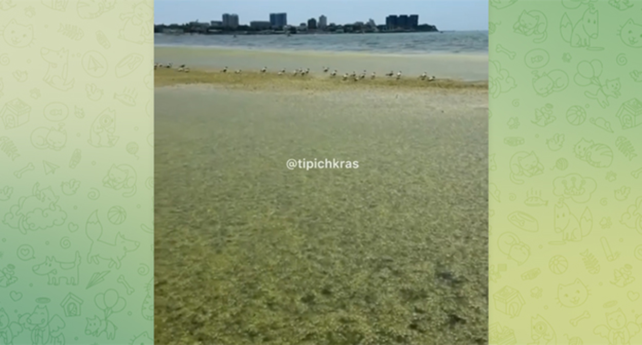 Водоросли в Анапе. Кадр из видео https://t.me/tipichkras/80946 Водоросли в Анапе. Кадр из видео https://t.me/tipichkras/80946