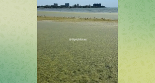 Водоросли в Анапе. Кадр из видео https://t.me/tipichkras/80946