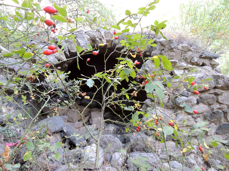 Сквозь шиповник... Сквозь шиповник...