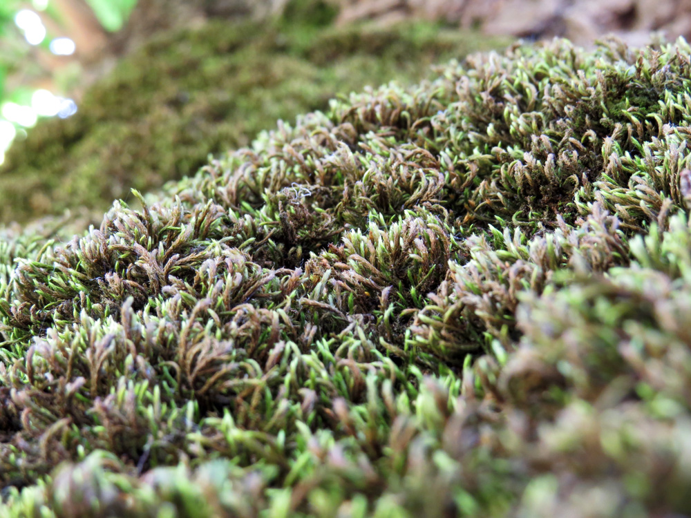 Летние зарисовки. Ствол тутового дерева, почти полностью зарос гстым мхом.