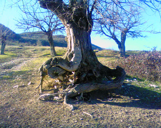 "...уставший от жизни человек, опершись на трость, скрестив натруженные руки, со вздутыми венами..." с.Аци Мартунинского района Карабаха. "...уставший от жизни человек, опершись на трость, скрестив натруженные руки, со вздутыми венами..." с.Аци Мартунинского района Карабаха.