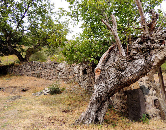 Тутовое дерво в монастырском дворе Дадиванка. Тутовое дерво в монастырском дворе Дадиванка.
