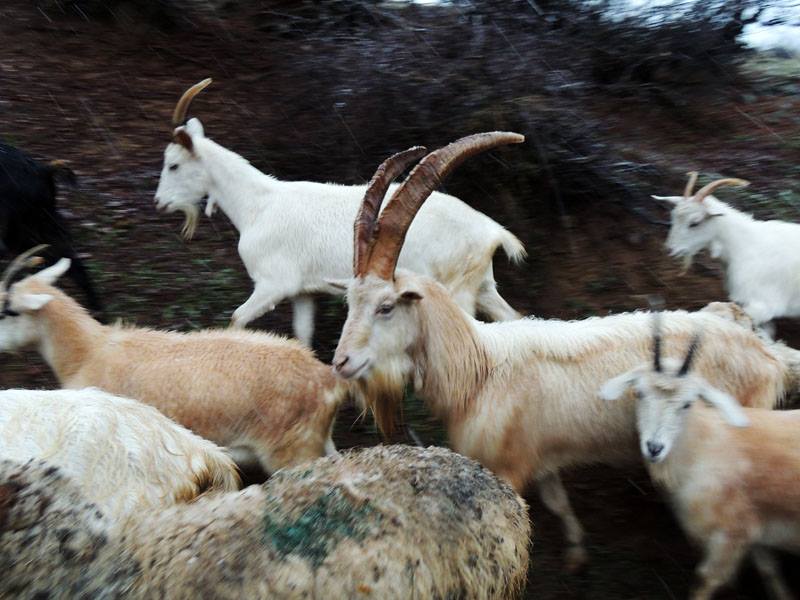 Наверное, вожак у них, этот рогатый...))