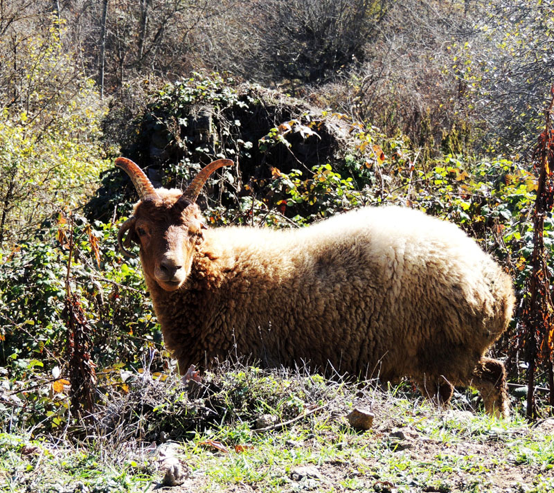Баран подозрительно и агрессивно провожает нас взглядом.