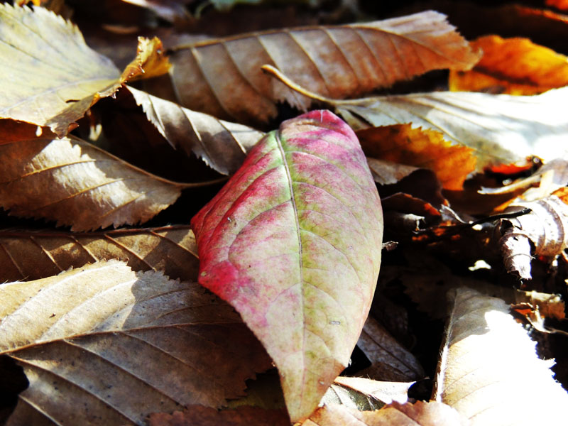 Лист с красивым оттенком.