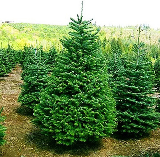 Ёлки - кандидаты на вырубку. Ёлки - кандидаты на вырубку.