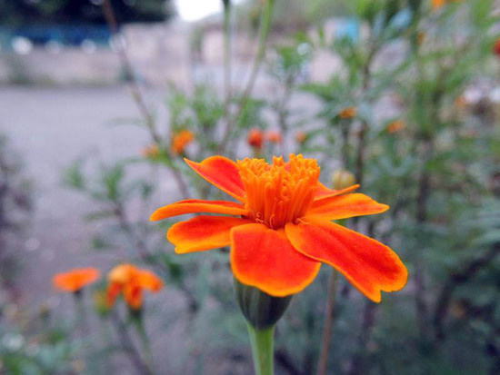 Бархатцы. Бархатцы.