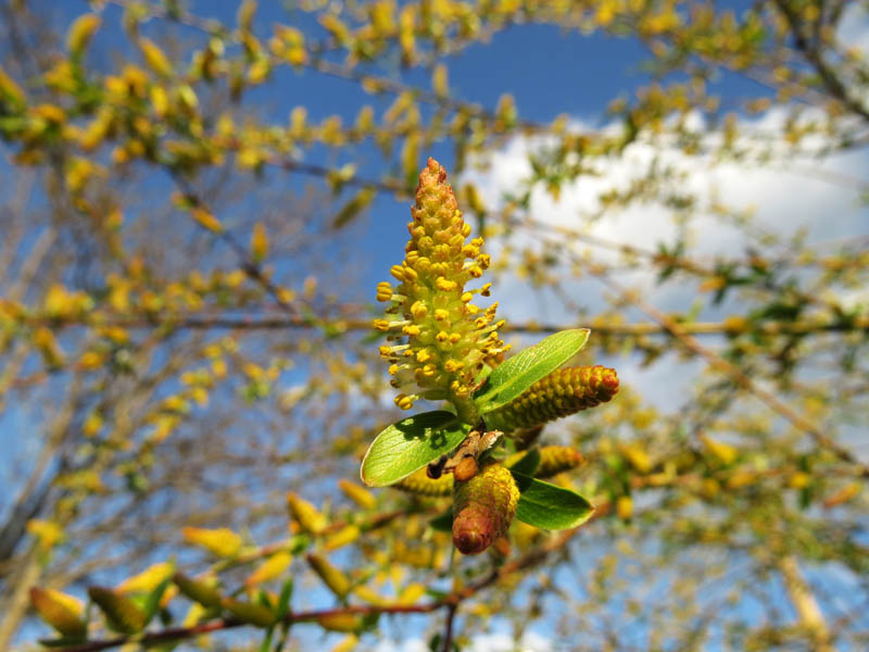 Не знаю, что это, не знаю, как назвать это моё фото.