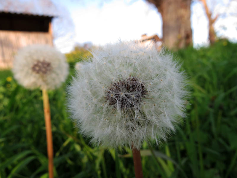 Одуванчик. Поймал себя на мысли, что мне понравилось фотографировать это чудо природы.