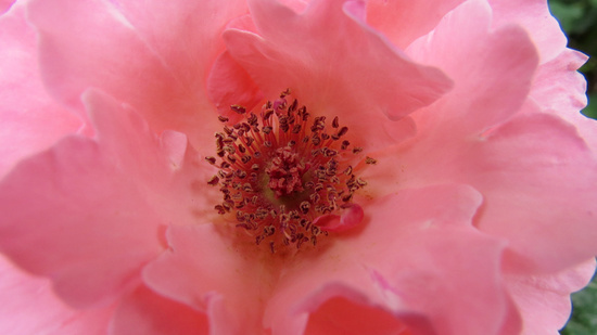 Июньские фотозарисовки.  
