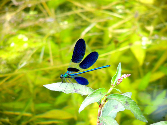 Стрекоза. Стрекоза.