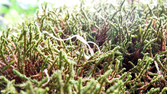 Ущелье Унот 20. Ущелье Унот 20.