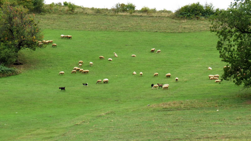 Барашки и козы на лугу. Барашки и козы на лугу.