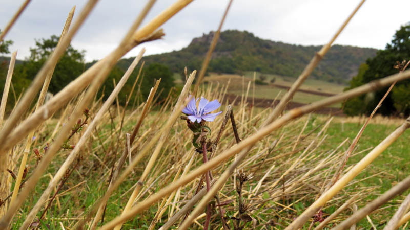 Василёк в поле. Василёк в поле.