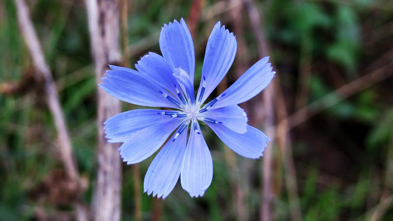 Василёк. Фрагмент. Василёк. Фрагмент.