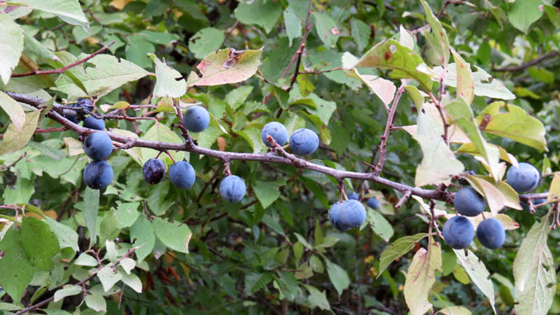 Дикий тёрень. Дикий тёрень.