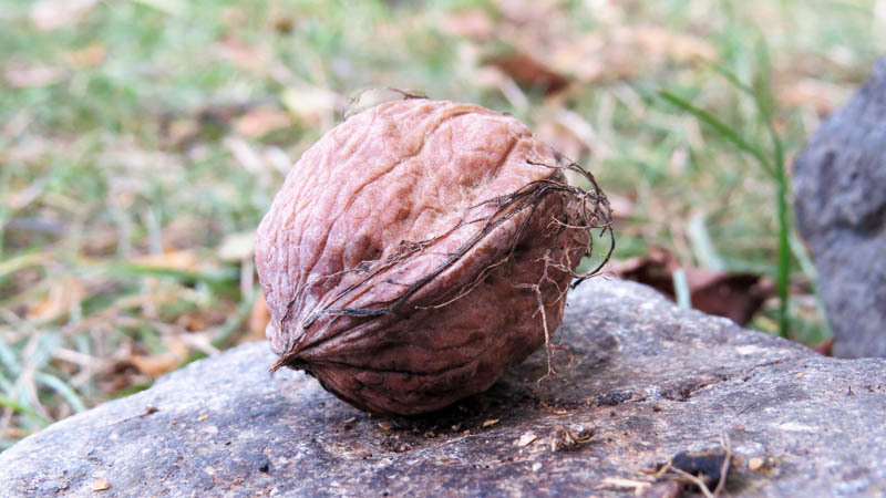 Грецкий орех. Грецкий орех.