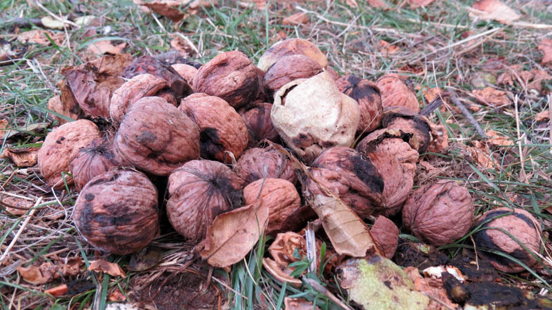 Собранные нами в кучу грецкие орехи. Собранные нами в кучу грецкие орехи.