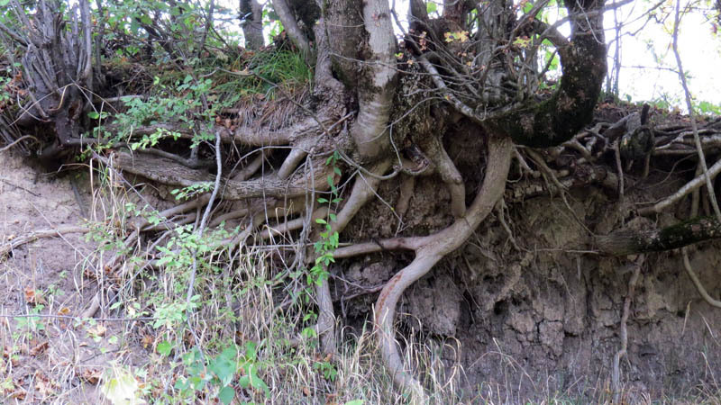 Какой же пост про природу и без корней..