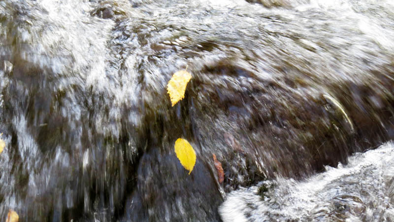 Осенние листья в "полёте."