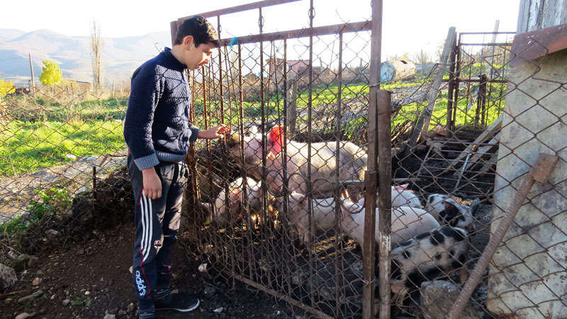 Когда входили во двор Жанны Мовсисян, я увидел подростка, который через сетку &laquo;общался&raquo; с поросятами.