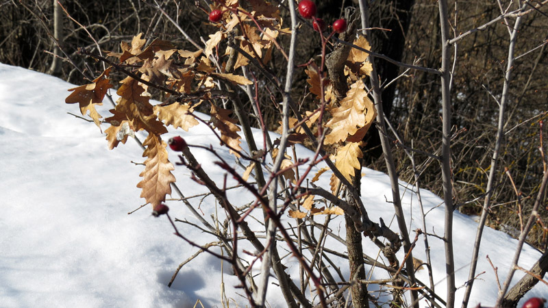 ам, куда солнечные лучи не попадают, лежит снег. ам, куда солнечные лучи не попадают, лежит снег.