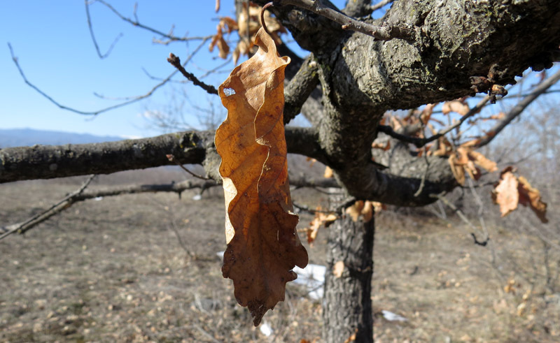 Прошлогодний лист. Прошлогодний лист.