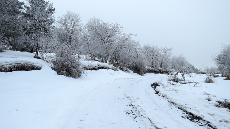 На сколько это было возможно, я на Жигулёнке заехал в лес. На сколько это было возможно, я на Жигулёнке заехал в лес.