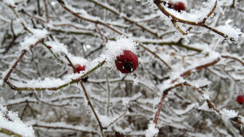 Забытый плод шиповника. Забытый плод шиповника.