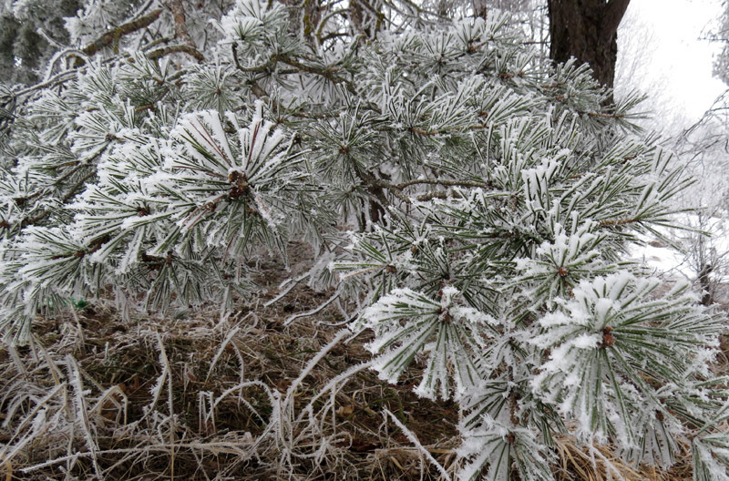 Ветки ёлочки. Ветки ёлочки.