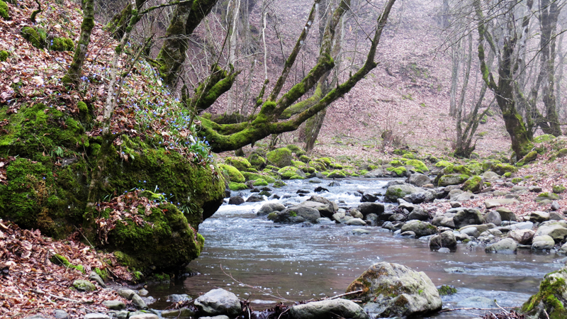 8   Склон небольшой горы, нависшей над рекой, на котором растут колокольчики.