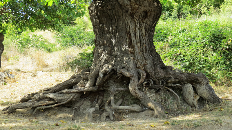 Корни. Корни.