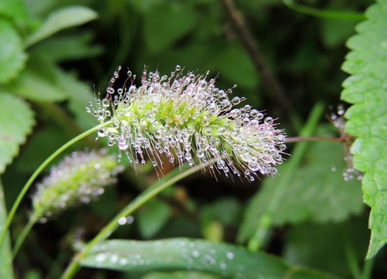 Осення роса - 1. Осення роса - 1.