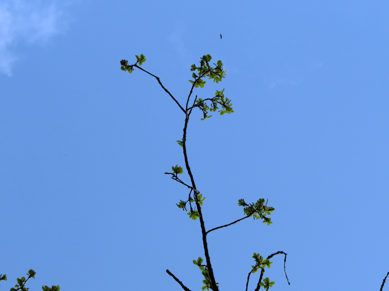 Снимал ветку дерева и только потом увидел, что в кадр попал парящий орёл.