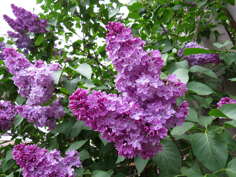 Сирень во дворе Аллы в кафе "Майрик".